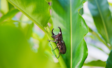 beetle on green leaf background, insect, beetle on leave