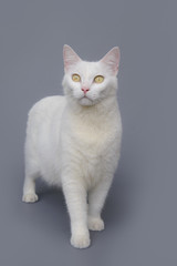 Obraz premium cute White cat on gray background