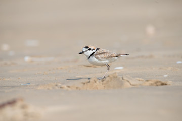 Malaysian plover is a small wader that nests on beaches and salt flats in Southeast Asia.