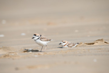 Malaysian plover is a small wader that nests on beaches and salt flats in Southeast Asia.