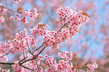 Wild Himalayan Cherry Blossoms in spring season (Prunus cerasoides), Sakura in Thailand, selective focus, Phu Lom Lo, Loei, Thailand.