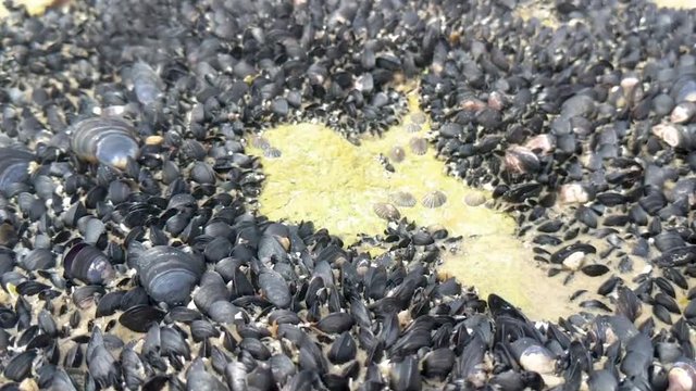 A drifting shot of barnicles located by the coastline on Bruney Island