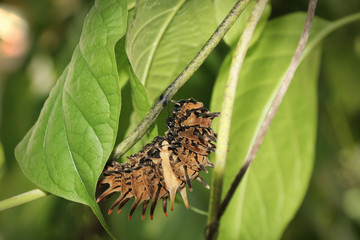 Worms of some butterflies with thorns, worm, animal life