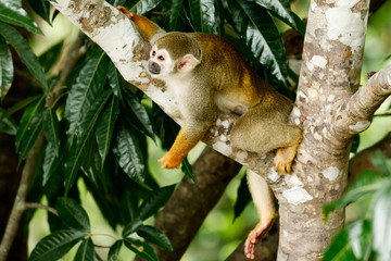 Silvestre