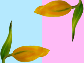 Tulip frame on pastel color background