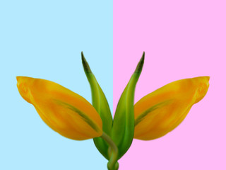 Double tulips on pastel color background