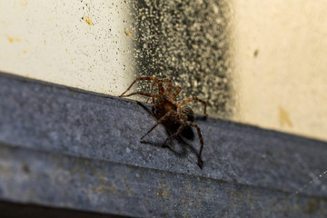 Orb Weaver Macro