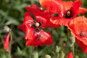 Mohnblumen mit Wespe