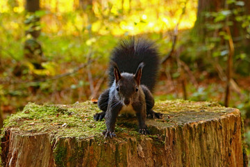 Eichhörnchen (Sciurus) © MerkAngela.WH