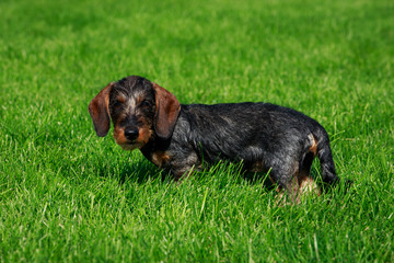 Dog breed Wire haired dachshund