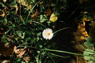 A small white flower with yellow pollen blooms in the yard. 
