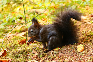 Eichhörnchen (Sciurus)