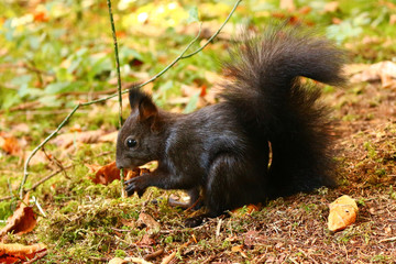 Eichhörnchen (Sciurus)