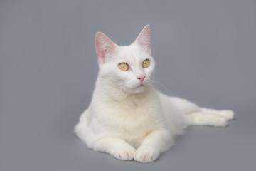 Obraz premium cute White cat on gray background