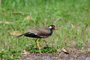 Red-wattled lapwing is an Asian lapwing or large plover, a wader in the family Charadriidae. 