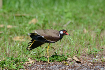 Red-wattled lapwing is an Asian lapwing or large plover, a wader in the family Charadriidae. 