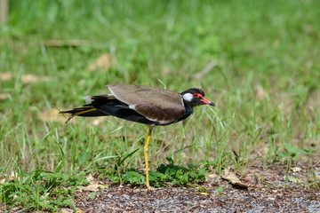 Red-wattled lapwing is an Asian lapwing or large plover, a wader in the family Charadriidae. 