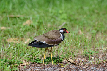 Red-wattled lapwing is an Asian lapwing or large plover, a wader in the family Charadriidae. 