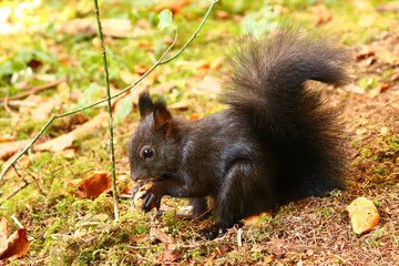 Eichhörnchen (Sciurus)