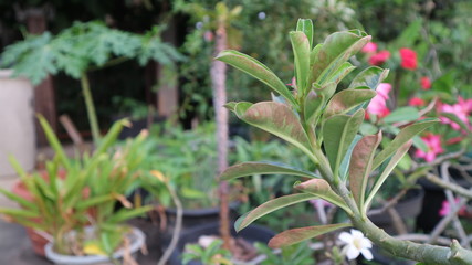 Obraz premium Green leaves in cloudy garden