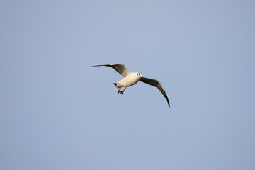 Obraz premium flying seagull at bangpu recreation center samut prakan thailand