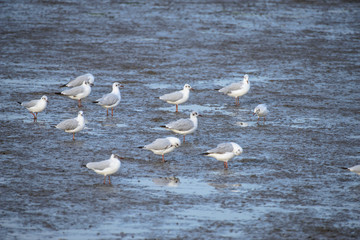 Seagull at bangpu recreation center samut prakan thailand