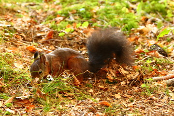 Eichhörnchen (Sciurus) © MerkAngela.WH