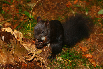 Eichhörnchen (Sciurus)