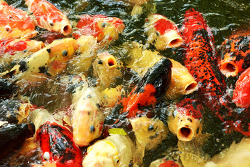 Obraz na płótnie Canvas beautiful carp fish or koi fish swimming in the pond