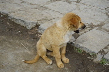 Stray Dog in Tibet