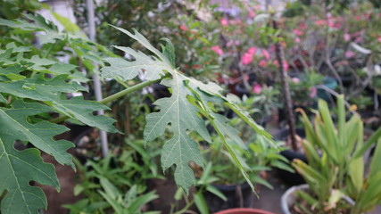 Green leaves in cloudy garden