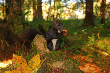 Eichhörnchen (Sciurus)