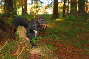 Eichhörnchen (Sciurus) © MerkAngela.WH