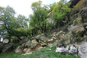 forests on the slopes of the Crimean mountains