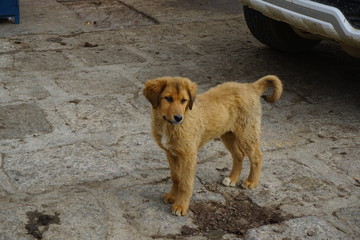 Stray Dog in Tibet