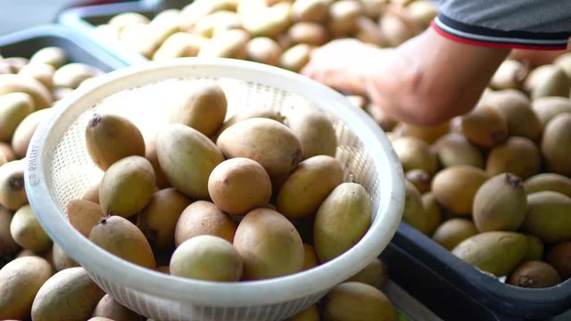 Chinese fruit seller picking the ripe ciku fruit into the basket