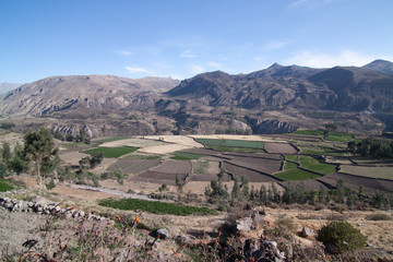 agriculture terraced farm in colca Valley #2