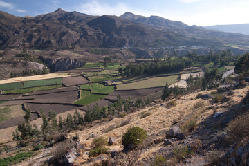Naklejka premium agriculture terraced farm in colca Valley #1