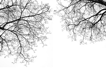 Leafless Tree Branches in Black & White - obrazy, fototapety, plakaty