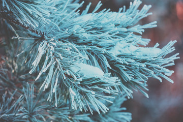 Pine branches covered with hoarfrost. Nature winter background. Winter nature. Snowy forest. Christmas background
