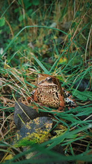 Forest frog in the forest, Forest dweller, Rustic life