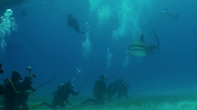 Tiger shark swims over a group of divers resting on the sand, Tiger Beach, The Bahamas.
