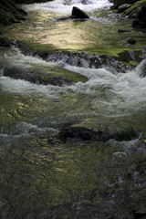 Fototapeta premium 新緑を移す川面