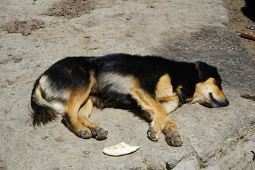 Stray Dog in Tibet