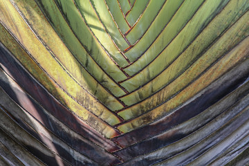 Ausschnitt von flächenmäßig angeordneten Palmblättern