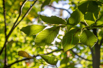 green leaves of tree of a beech hanging at the tree in forest 