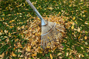 Gelbes Herbstlaub zusammenrechen