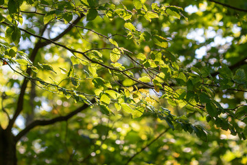 Fototapeta premium green filigree leaves of a beech hanging at the tree