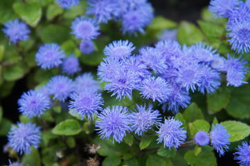 Ageratum houstonianum or floss flower many blue flowers background