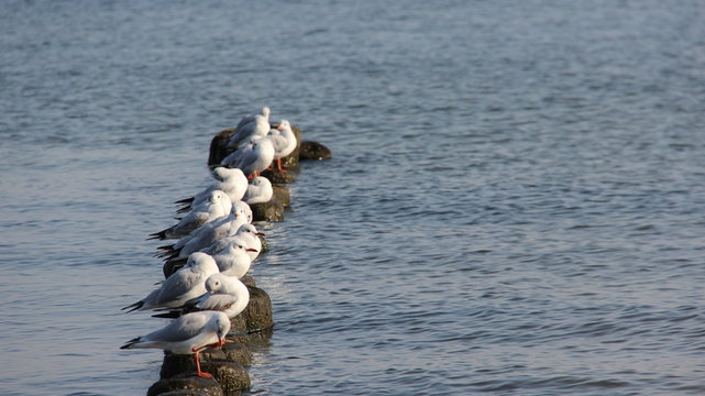 Flock Of Seabirds Relax And Sunbathing On Wooden Sea waves Breaker By Baltic Seaside